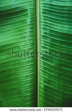 Banana green leaf closeup background use us space for image backdrop design.
