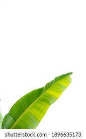 Banana green leaf isolated on white background.