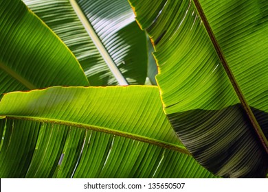 Bananenblatt, helle Sonne - Hintergrund