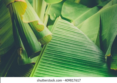 Banana Leaf Backlit Sun Background Abstract.Close Up Green Leaves Surface 