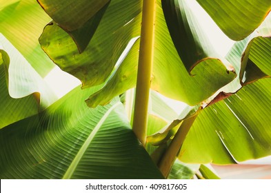 Banana Leaf Backlit Sun,Abstract  Background Of A Lot Green Leaves Surface