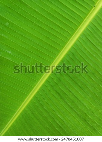 Banana leaf beackground in high resolution 
