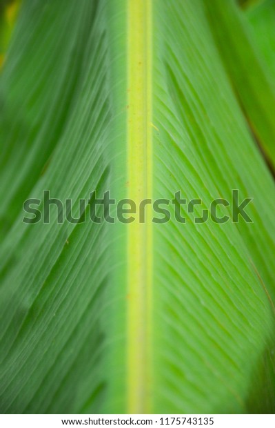 banana leaf from the center of leaf\'s line divided\
in 2 sides.