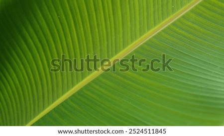 banana leaf. green banana leaf background. banana leaf texture. nature theme. plant theme.