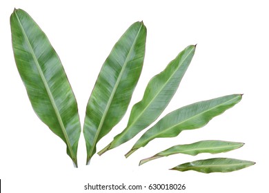 Banana Leaf Isolated