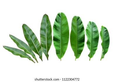 Banana Leaf Isolated Background  