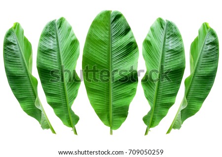 Banana leaf isolated  background