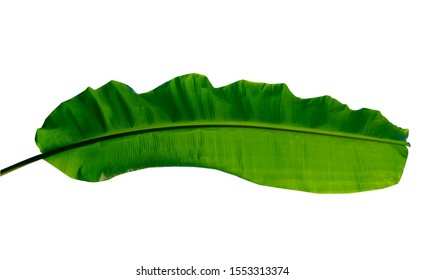 Banana Leaf Isolated On White Background Stock Photo 1553313374 ...