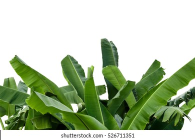 Banana Leaf Isolated On White Background