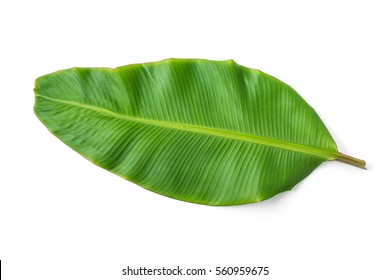 Banana Leaf Isolated On White Background