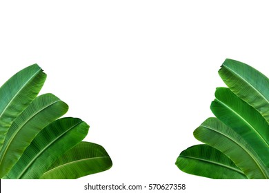 Banana Leaf Isolated On White