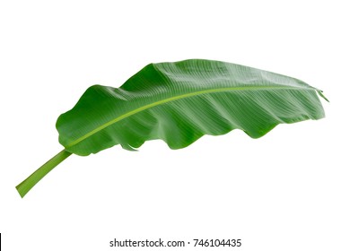 Banana Plant Leaves High Res Stock Images Shutterstock