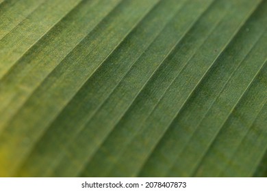 Banana Leaf Macro Shot Textured