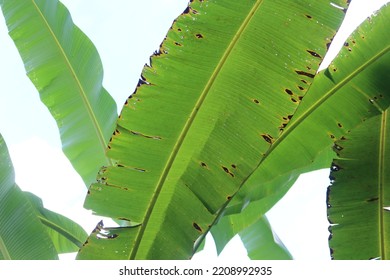 Banana Leaf In Nature With The Light Of The Setting Sun On The Leaves