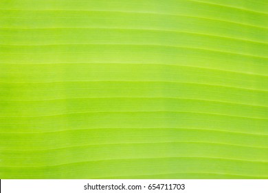 142,846 Banana leaf wallpaper Images, Stock Photos & Vectors | Shutterstock