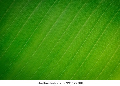 Banana Leaf Texture