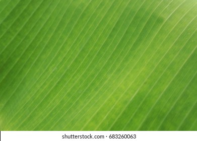 Banana Leaf Texture