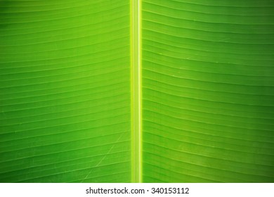 Banana Leaf Texture Abstract Background