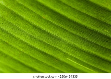 Banana leaf texture, Yogyakarta, Java, Indonesia, South East Asia, Holiday Travel.