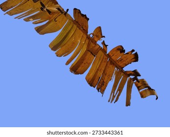 banana leaf theme texture background estekt