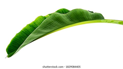 Banana leaf tropical isolated on white background.