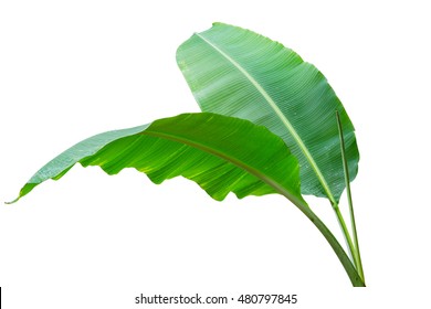 Banana leaf Wet isolated on white background. File contains a clipping path