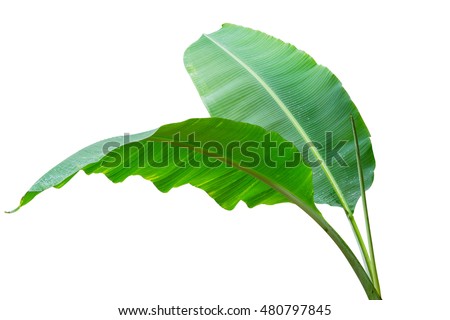 Banana leaf Wet isolated on white background. File contains a clipping path