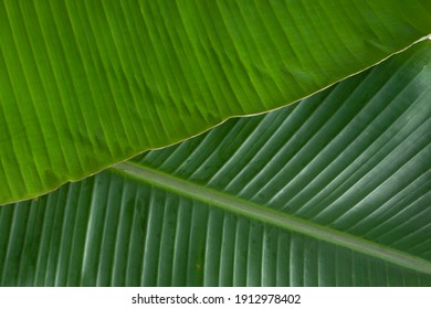 Banana Leaf,fresh Dark Green And Tender Banana Leaf Textured Background Which Is Mostly Used In South India For Feast  As Plates ,making Snacks Items Like Ada And For Packing Food ,close Up.