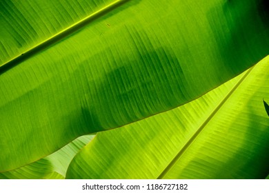 Banana Leave For Background