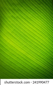 Banana Leave Texture Background