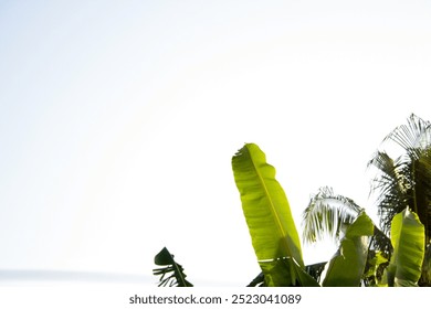 Banana leaves against the clear sky background - Powered by Shutterstock