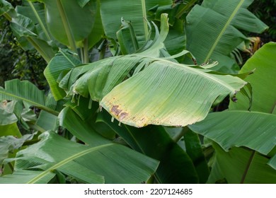 Banana leaves are commonly used to wrap traditional foods - Shutterstock ID 2207124685