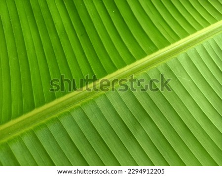 Banana leaves with green colour and parallel lines on the veins. Looks fresh and calm