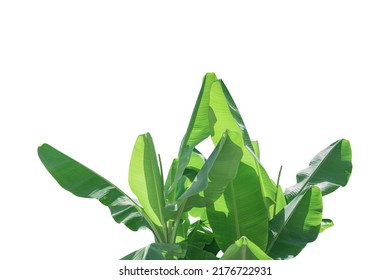 Banana Leaves Isolated On White Background Included Clipping Path. Group Of Green Banana Leaf With Sunshine And Shadow.