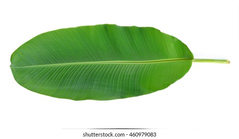 Banana Leaves Isolated On White Background