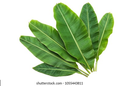 Banana Leaves Isolated Over White Background