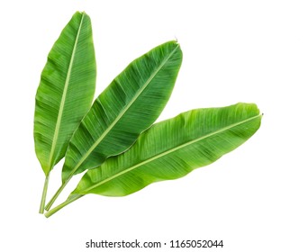 Banana Leaves Isolated Over White Background