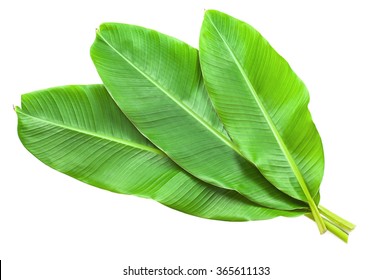 Banana Leaves Isolated Over White