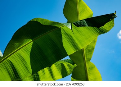 Banana Leaves. Macro Shooting Of A Banana Palm Leaf