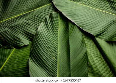 Banana Leaves Pattern As A Background