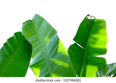 Banana Leaves With Sun Light On White Isolated Background For Green Foliage Backdrop 