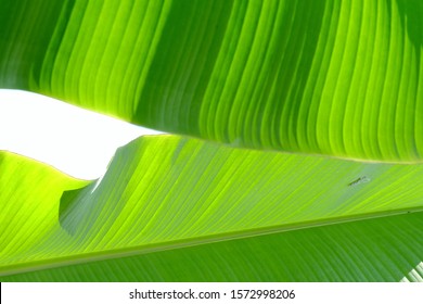 Banana Leaves With Sun Light On White Isolated Background For Green Foliage Backdrop 