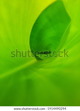 Similar – Image, Stock Photo Lilly Green White Yellow