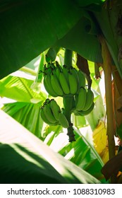 Banana On A Banan Tree