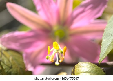 Banana Passionfruit Flower Natural Macro Background