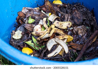 Banana Peel Added As Part Of Organic Green Ingredients In Compost Bin. Good Source Of Natural Fertilizer