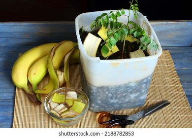 banana peels cut in bowl for natural organic compost fertilizer for plant - Shutterstock ID 2188782853