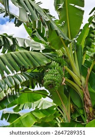 Banana plant with a bunch of green, unripe bananas hanging from the central stem of the tree. Low angle shot looking up at a banana tree against sky background