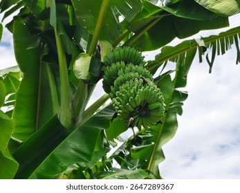 Banana plant with a bunch of green, unripe bananas hanging from the central stem of the tree. Low angle shot looking up at a banana tree against sky background