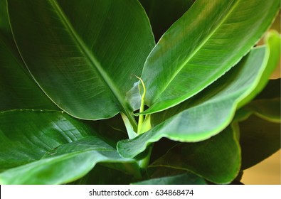 Banana Plant Houseplant.